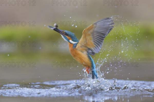 Kingfisher (Alcedo atthis), taking off from the water with a fish in its beak, Lechauen, Bavaria, Germany, Europe