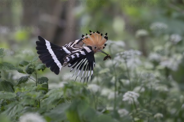 Hoopoe (Upupa epops) in flight with captured mole cricket, Upper Spreewald, Brandenburg, Germany, Europe