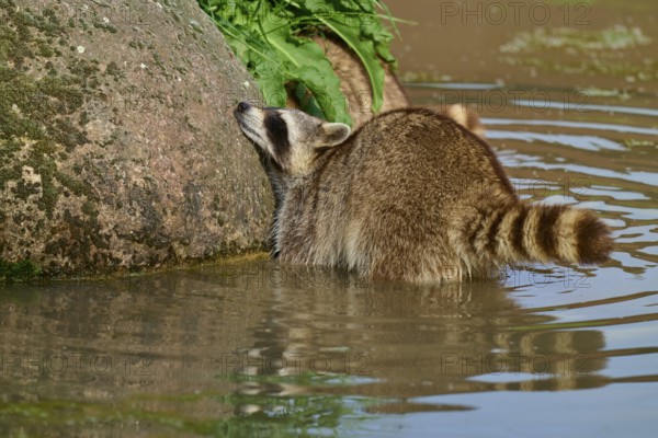 A raccoon (Procyon lotor), leaning against a stone in the water, surrounded by green vegetation, France, Europe