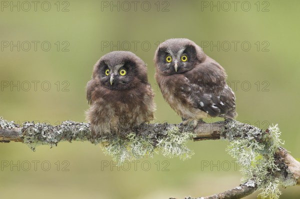 Great Horned Owl (Aegolius funereus), Two young birds perched on a larch branch, Wildlife, Nature photography, Owls, Owls, Siegerland, North Rhine-Westphalia, Germany, Europe