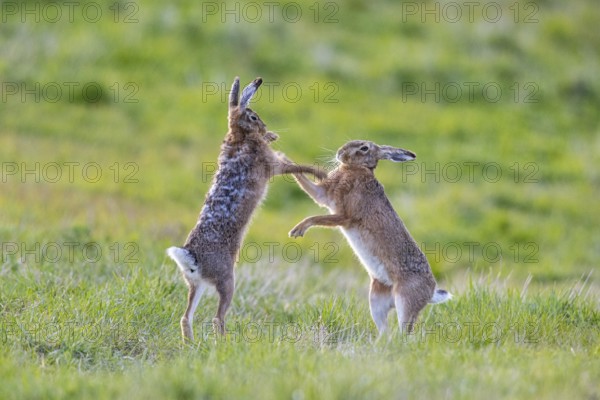 European hare (Lepus europaeus) Mating season Germany