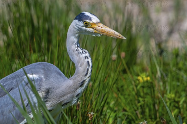 Grey heron (Ardea cinerea) close-up portrait of adult in spring
