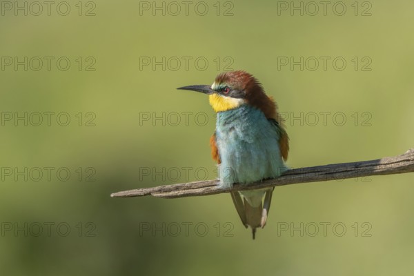 European bee-eater (Merops apiaster) on a branch during the breeding season in spring. Jechtingen, Emmendingen, Kaiserstuhl, Freiburg im Breisgau, Baden-Württemberg, Germany, Europe