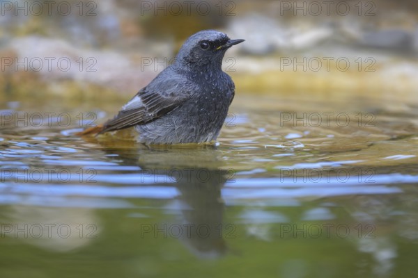 Black redstart (Phoenicurus ochruros), male bathing, biosphere reserve, Swabian Alb, Baden-Württemberg, Germany, Europe