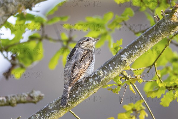 Eurasian wryneck (Jynx torquilla) Germany