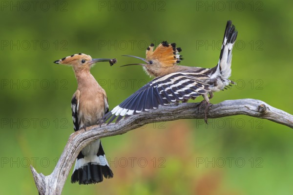 Hoopoe (Upupa epops) Bird of the Year 2022, male with food for his female, bridal gift, pair formation, courtship, foraging, erected bonnet, pair, breeding den, sunrise, interaction, flying, begging for food, climate change, Middle Elbe Biosphere Reserve, Saxony-Anhalt, Germany, Europe