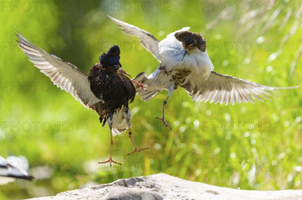 Two ruff flying together fighting, wings spread out over green grass, ruff (Calidris pugnax, syn.: Philomachus pugnax), courtship display, France, Europe