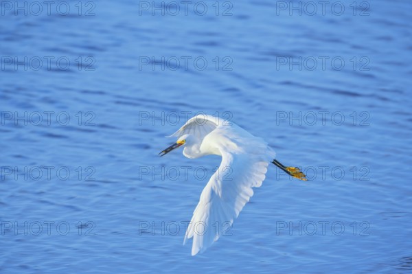Snowy Egret (Egretta thula) in flight, Sanibel Island, J.N. Ding Darling National Wildlife Refuge, Florida, USA, North America
