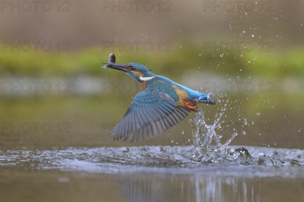 Kingfisher (Alcedo atthis), taking off from the water with a fish in its beak, Lechauen, Bavaria