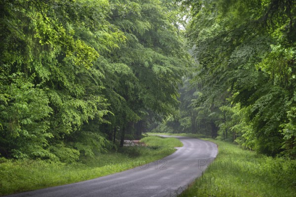 Road leads through a May forest, Franconia, Bavaria, Germany, Europe
