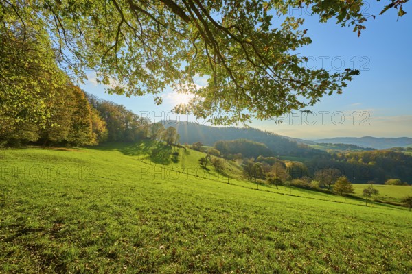 An idyllic landscape with green meadows, trees and hills, illuminated by the sun, Vöckelsbach, Mörlenbach, Bergstrasse district, Odenwald, Hesse, Germany, Europe