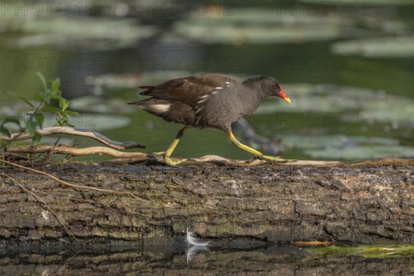 A bog hen (Gallinula chloropus) runs over a tree trunk to her chicks in her nest. Bas rhin, Alsace, grand est, France, Europe