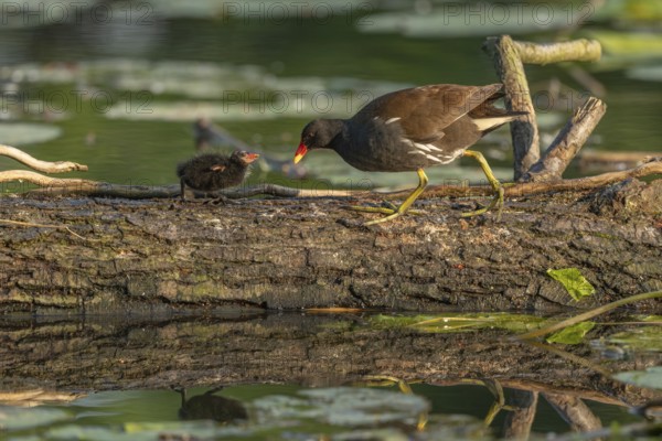A common moorhen (Gallinula chloropus) provides food for its two-week-old young owl. Bas rhin, Alsace, grand est, France, Europe