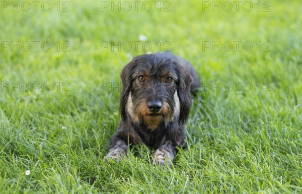 Rough-haired dachshund (Canis lupus familiaris) male, 4 years old, animal portrait, lying on a meadow, Stuttgart, Baden-Württemberg, Germany, Europe