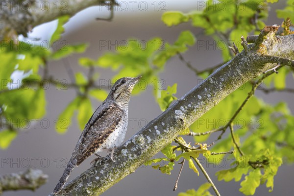 Eurasian wryneck (Jynx torquilla) Germany
