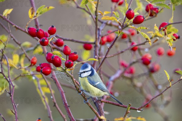 Blue tit (Parus caeruleus) Germany