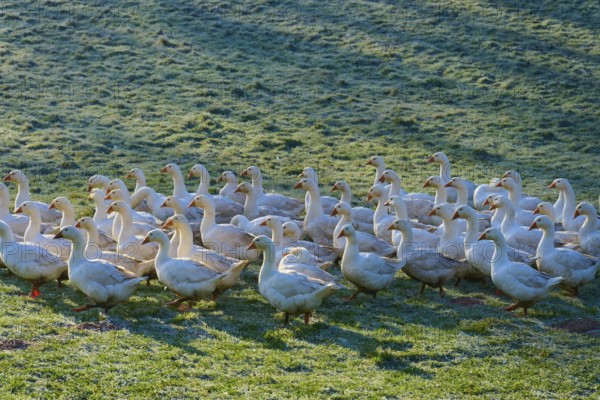 A large community of geese on a meadow covered with morning dew, Kirchzell, Amorbach, Odenwald, Bavaria, Germany, Europe