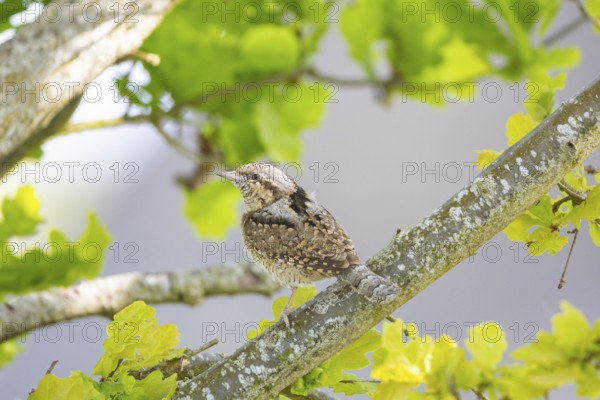 Eurasian wryneck (Jynx torquilla) Germany