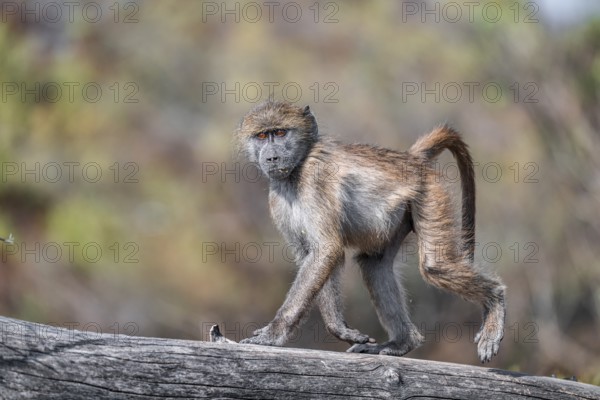 Bear baboon (Papio ursinus), young on a tree trunk, Kruger National Park, South Africa, Africa