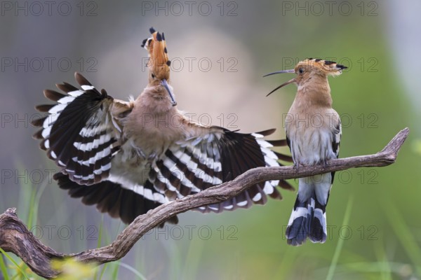 Hoopoe (Upupa epops) Bird of the Year 2022, male with food for his female, bridal gift, pair formation, courtship, begging for food, foraging, erected bonnet, pair, breeding cavity, sunrise, interaction, flying, climate change, Middle Elbe Biosphere Reserve, Saxony-Anhalt, Germany, Europe