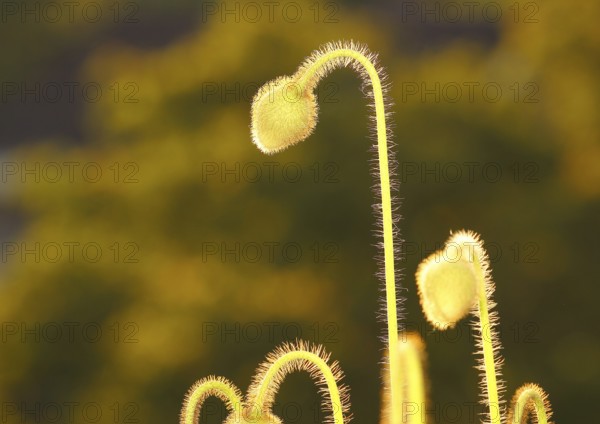 Iceland poppy (Papaver nudicaule), buds, in the evening light, North Rhine-Westphalia, Germany, Europe