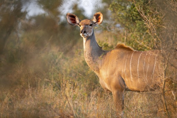 Greater kudu (Tragelaphus strepsiceros) in dry grass, adult female in evening light, alert, Kruger National Park, South Africa, Africa