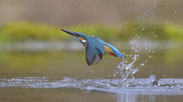 Kingfisher (Alcedo atthis), taking off from the water, Lechauen, Bavaria