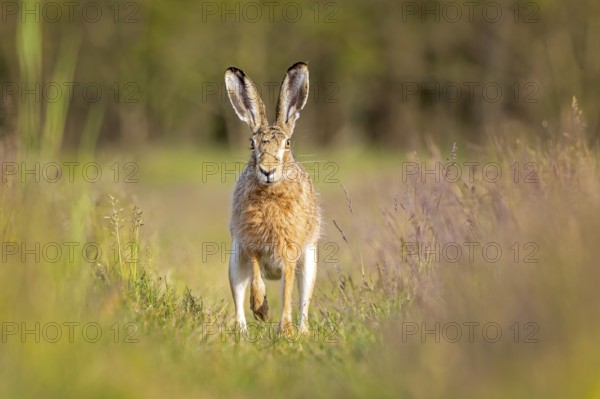 European hare (Lepus europaeus) Flowering meadow as habitat, foraging on a country lane, open landscape, hare's ears, Easter hare, Saxony-Anhalt, Germany, Europe