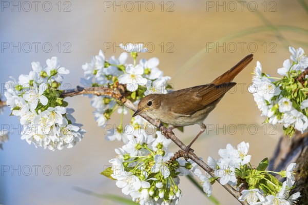 Nightingale (Luscinia megarhynchos) Germany