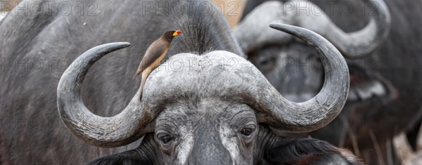 Cape buffalo (Syncerus caffer caffer) with yellowbill oxpecker (Buphagus africanus), Kruger National Park, South Africa, Africa