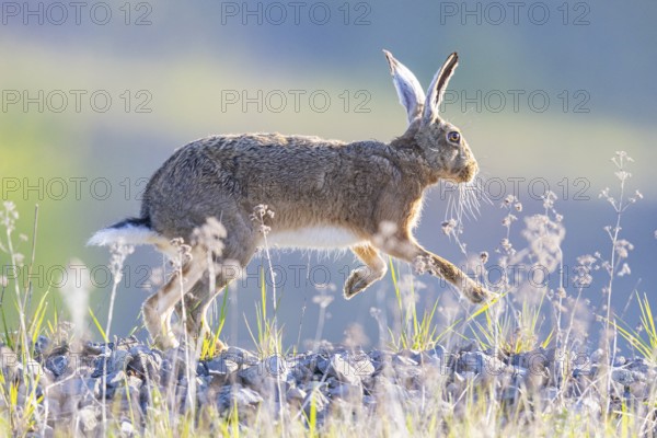 European hare (Lepus europaeus) Germany