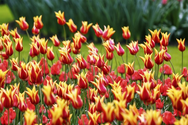 Bicoloured tulips (Tulipa), colourful tulip bed, red and yellow, Keukenhof gardens, Lisse, Bollenstreek, South Holland, Netherlands