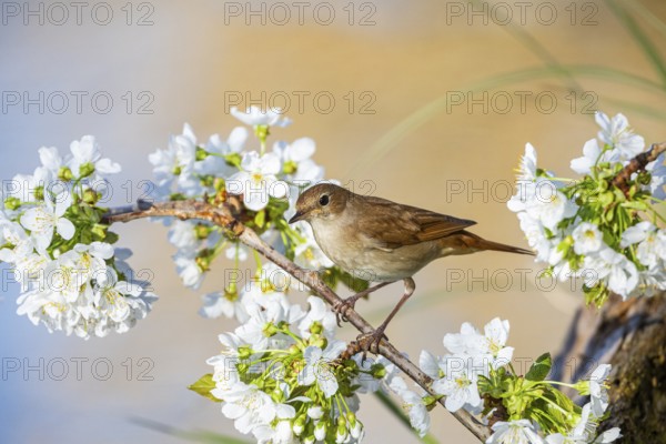 Nightingale (Luscinia megarhynchos) Germany