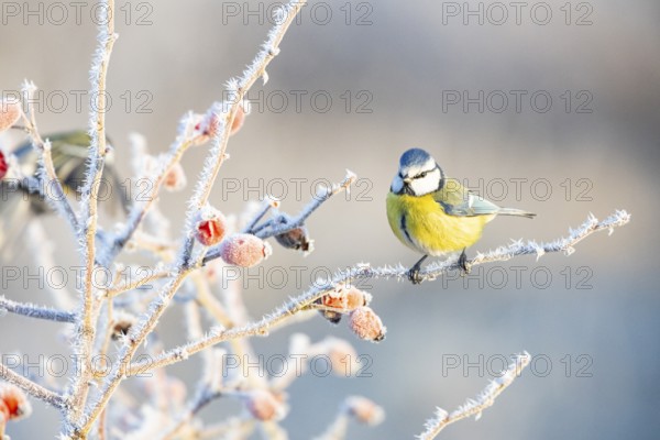 Blue tit (Parus caeruleus) Germany
