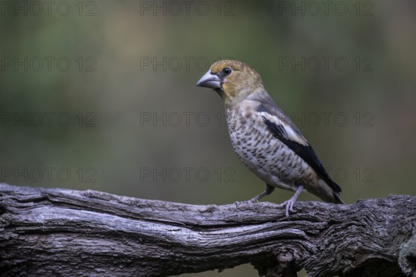 Hawfinch (Coccothraustes coccothrauste, juvenile, Emsland, Lower Saxony, Germany, Europe