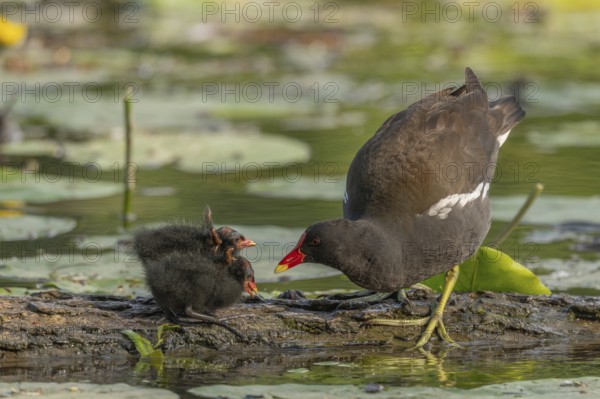 A common moorhen (Gallinula chloropus) provides food for its two-week-old young owl. Bas rhin, Alsace, grand est, France, Europe