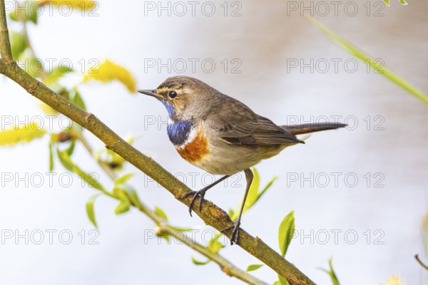 Bluethroat (Luscinia svecica cyanecula) ml Germany