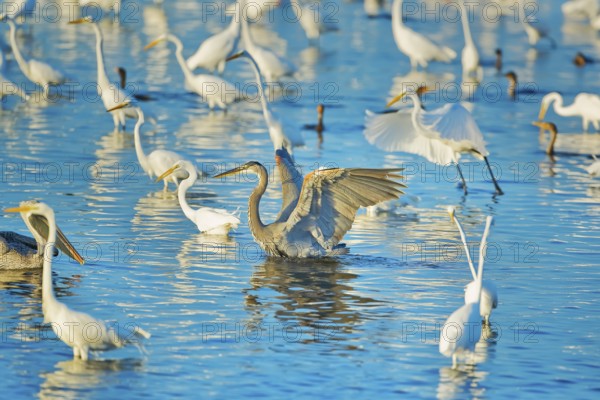 Great egrets (Casmerodius albus) and great blue herons (Ardea herodias) looking for fish in a pond, Sanibel Island, Florida, United States of America