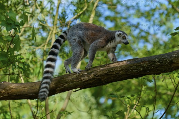 A catta (Lemur catta) walking on a branch in a natural environment, France, Europe