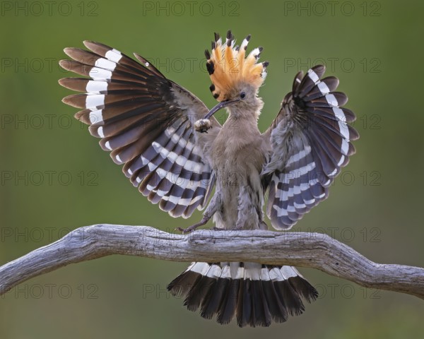 Hoopoe (Upupa epops) Bird of the Year 2022, male with food for his female, bridal gift, mating, courtship, foraging, erected canopy, sunrise, interaction, flying, begging for food, climate change, Middle Elbe Biosphere Reserve, Saxony-Anhalt, Germany, Europe