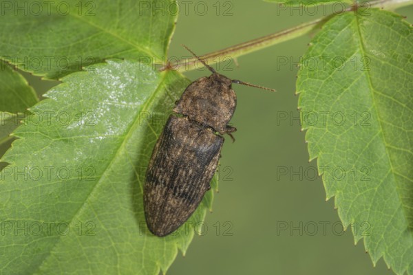 Agrypnus murinus beetle (Adelocera murina) sitting on a green leaf in a natural environment, Baden-Württemberg, Germany, Europe