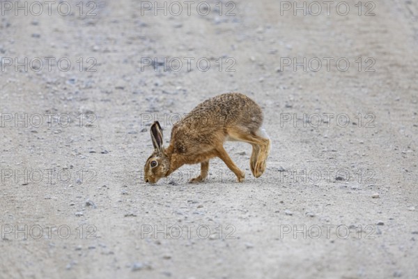European hare (Lepus europaeus) Germany