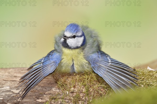 Blue tit (Parus caeruleus), sitting with spread wings on moss-covered dead wood, Wilnsdorf, North Rhine-Westphalia, Germany, Europe