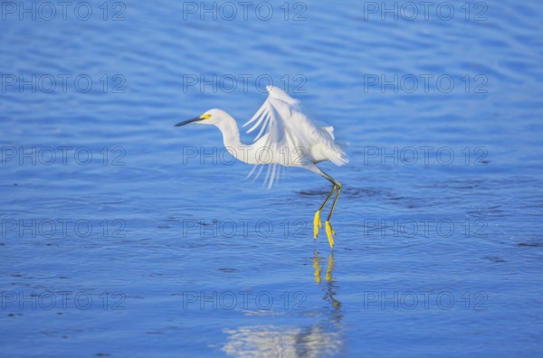 Snowy Egret (Egretta thula) starting flight, Sanibel Island, J.N. Ding Darling National Wildlife Refuge, Florida, USA, North America