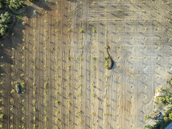 Fields of olive trees, trees planted in rows, aerial view, near village Cabra, Andalusia, Spain, Europe