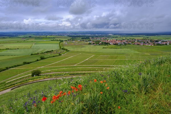 Terroir f, viewpoint in the vineyards on the Schwanberg near Rödelsee, Steigerwald nature park Park, Lower Franconia, Franconia, Germany, Europe