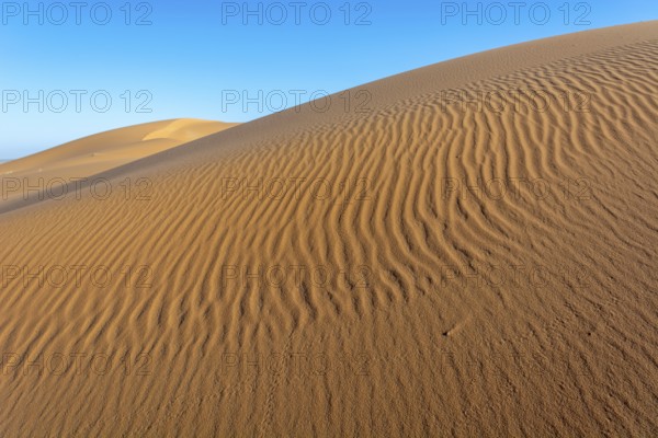 A sandy desert with a blue sky in the background. The sand is ribbed and has a slight slope. Merzouga, Errachidia, Draa-Tafilalet, Morocco, Africa