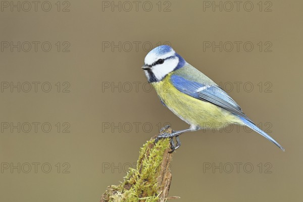 Blue tit (Parus caeruleus), sitting on moss-covered dead wood, Wilnsdorf, North Rhine-Westphalia, Germany, Europe