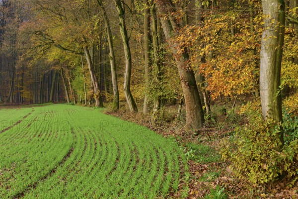 Green field, next to autumn coloured trees in the forest, Hornbach, Walldürn, Odenwald, Neckar-Odenwald Kreis, Baden-Württemberg, Germany, Europe