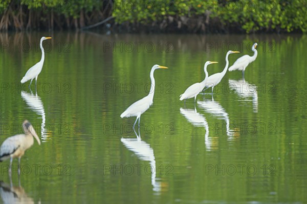 Great white egrets (Ardea alba) looking for food in a pond, Sanibel Island, J.N. Ding Darling National Wildlife Refuge, Florida, USA, North America